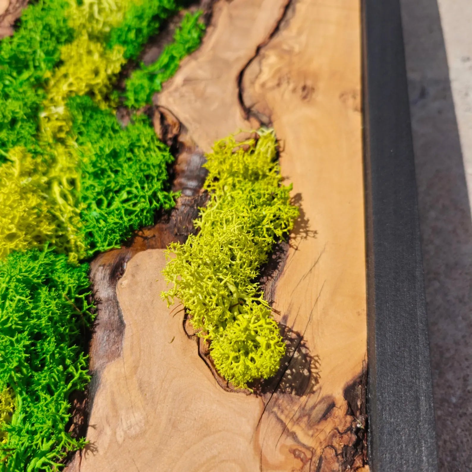 Olive Wood & Preserved Moss Wall Art