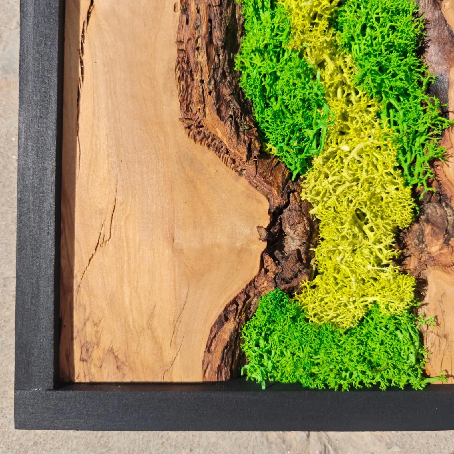 Olive Wood & Preserved Moss Wall Art