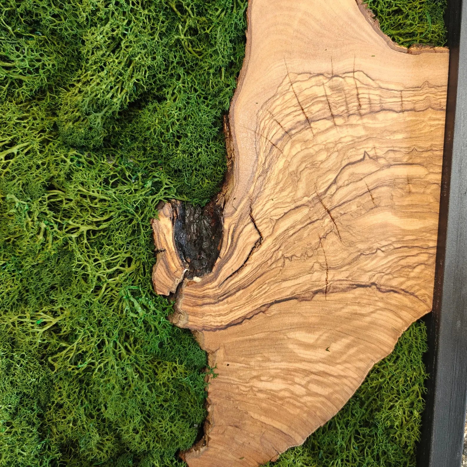 Olive Wood & Moss Wall Art - Biophilic Nature Design