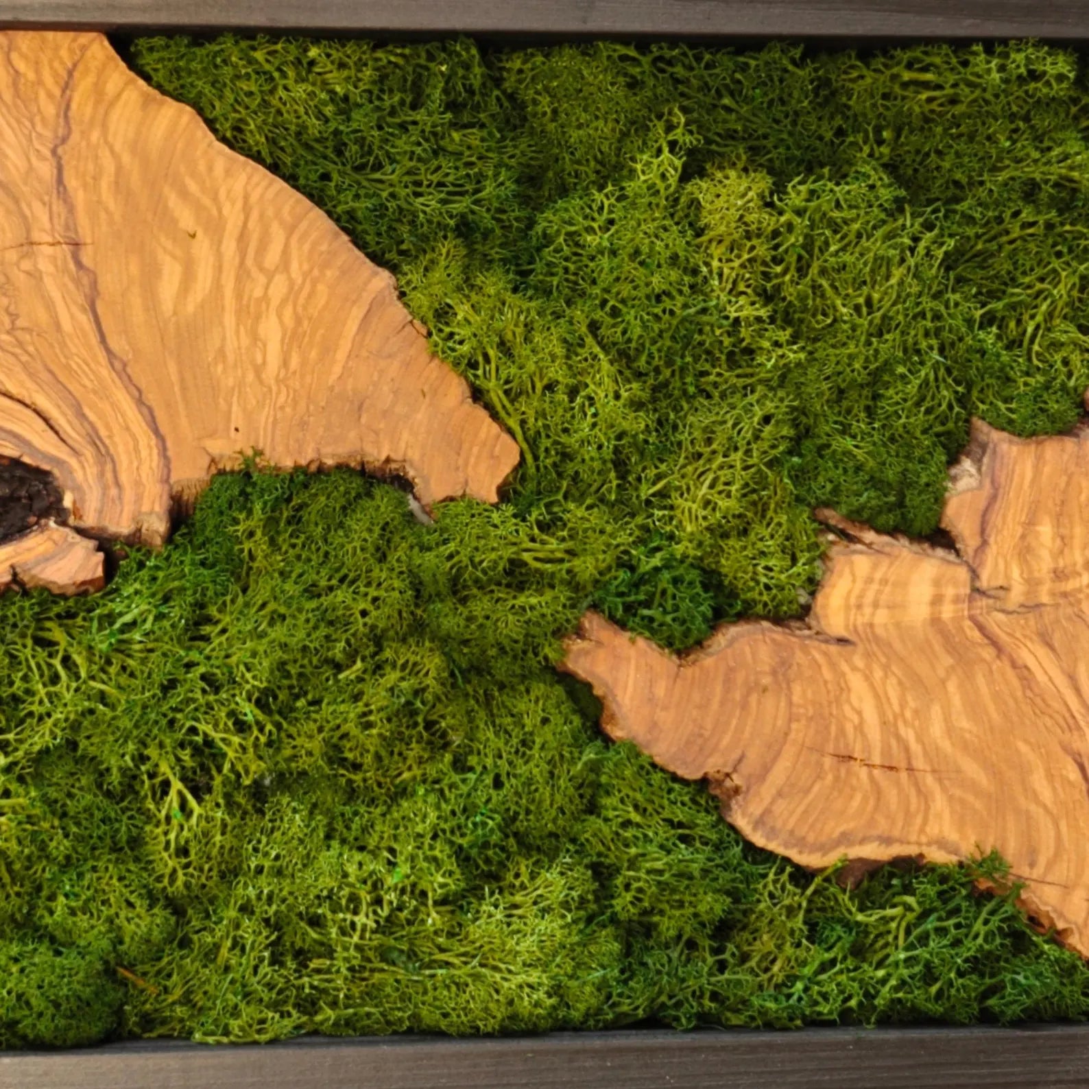 Olive Wood & Moss Wall Art - Biophilic Nature Design