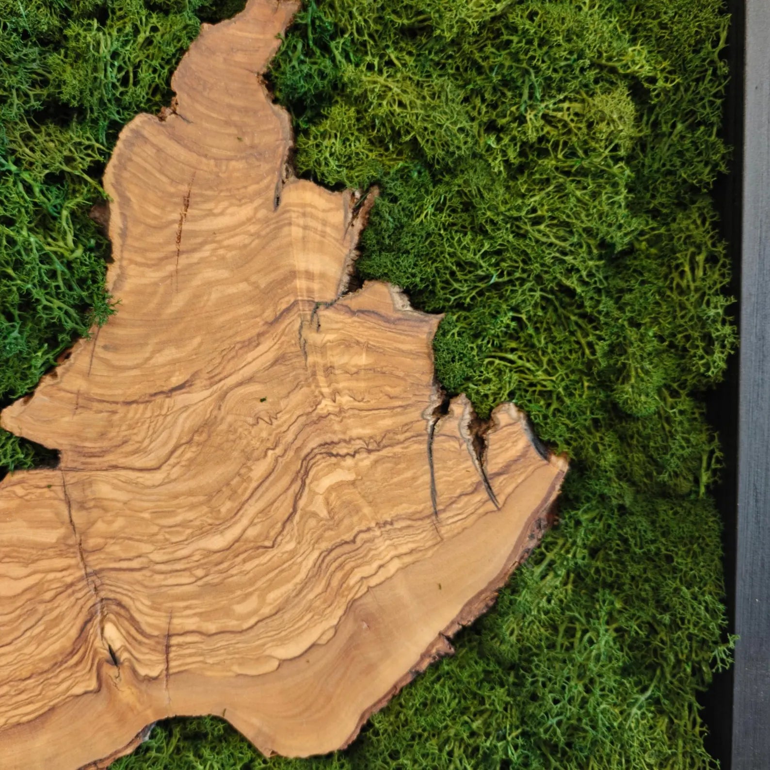 Olive Wood & Moss Wall Art - Biophilic Nature Design