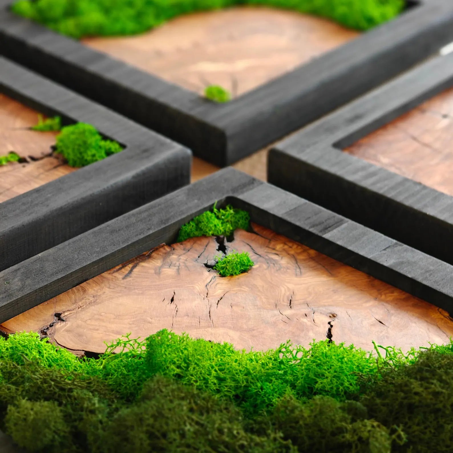 Preserved Moss & Olive Wood Square Wall Art