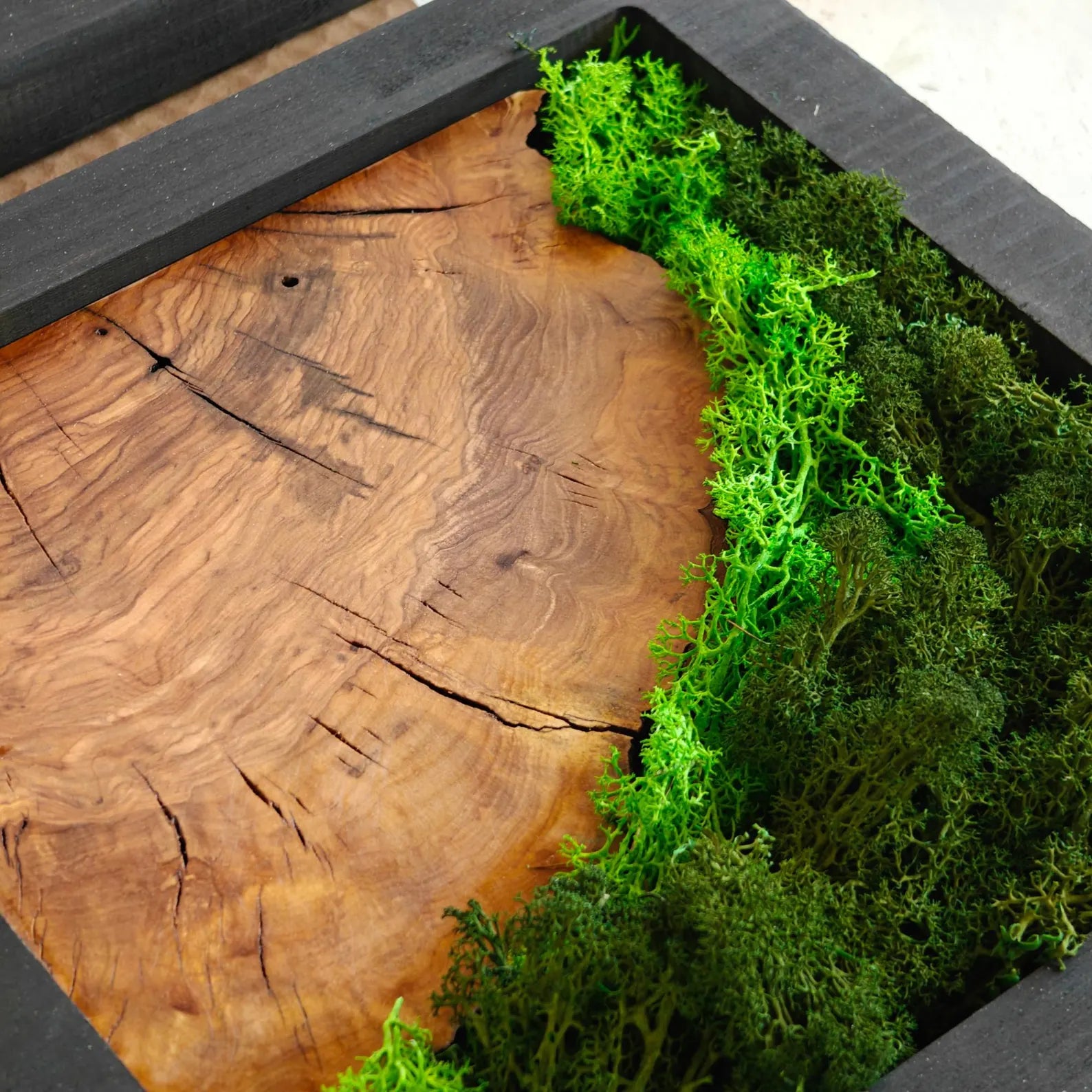 Preserved Moss & Olive Wood Square Wall Art