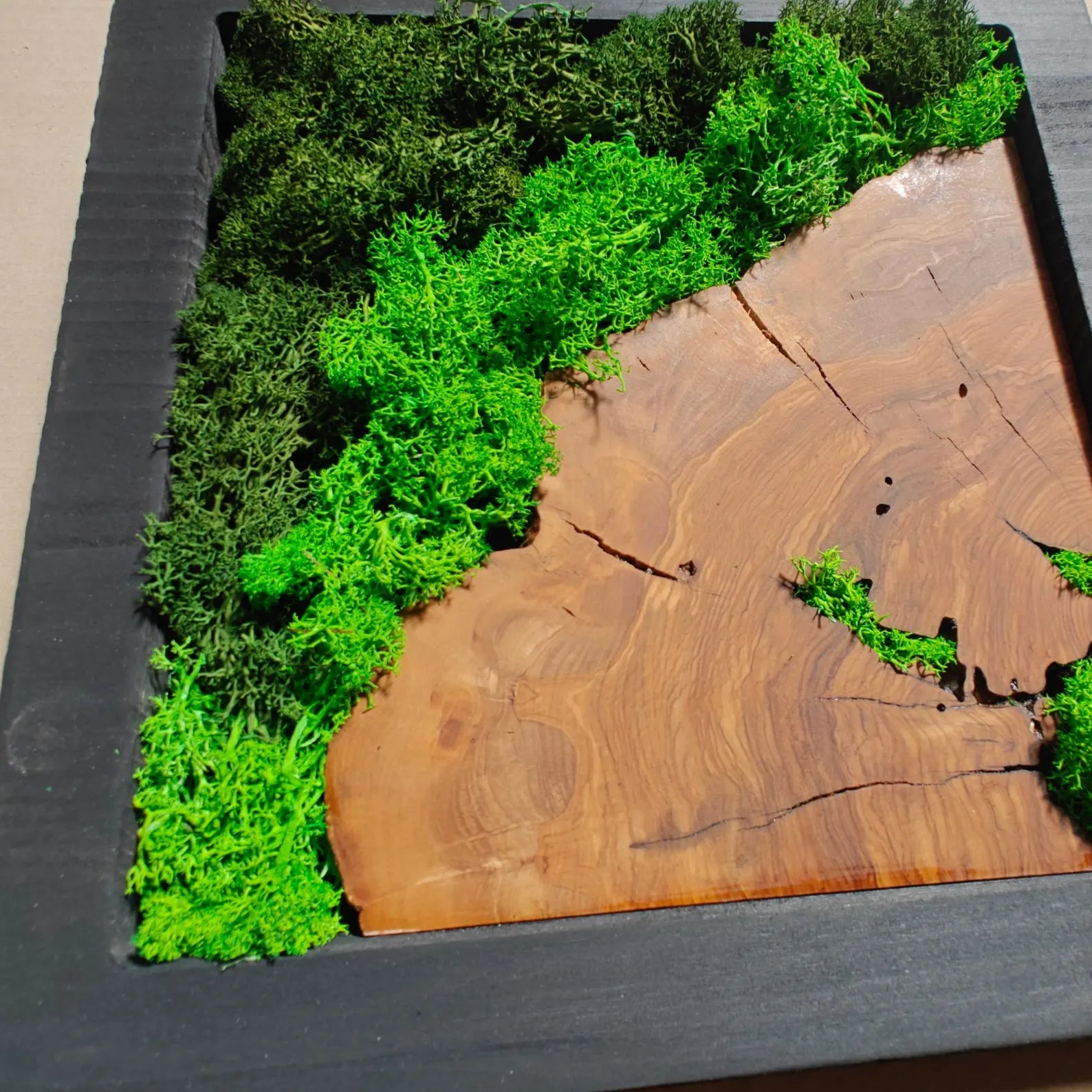 Preserved Moss & Olive Wood Square Wall Art