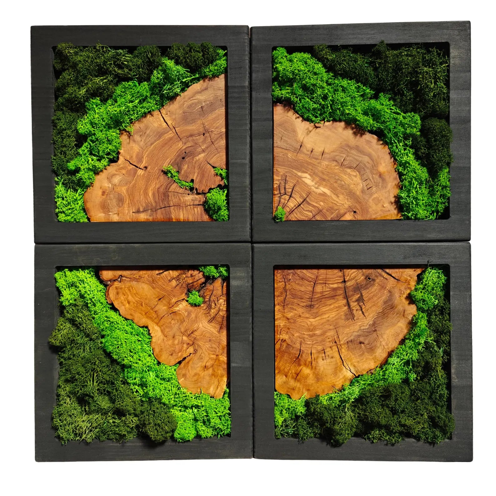 Preserved Moss & Olive Wood Square Wall Art